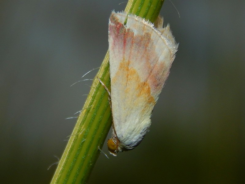 Eublemma purpurina